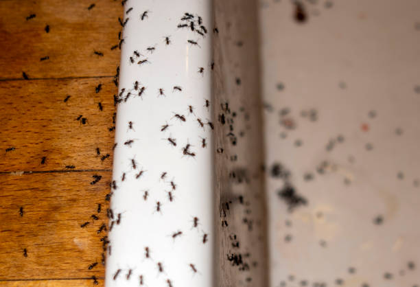 Best Residential Pest Control  in Fruitland, ID