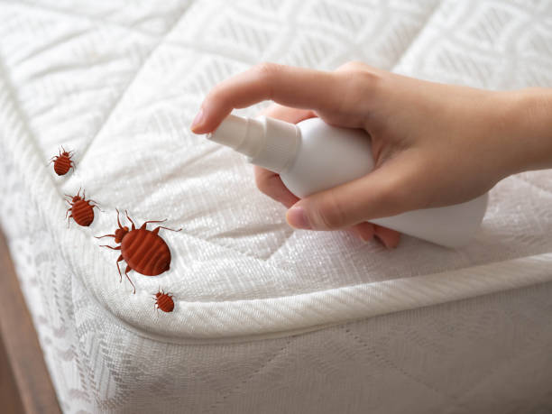 Best Bed Bug Extermination  in Fruitland, ID